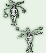 mandragora_mennlein